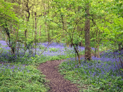 Bluebells and path in Middleton Woods