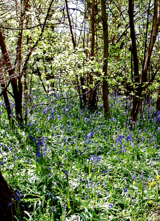 Bluebells in Middleton Park