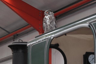 The owl on Mirvale's cab