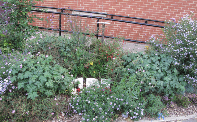 Planting outside the Engine House